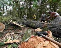 Uttarakhand’s Harela Festival Turns Into ‘Black Harela’ Protest Over Felling of 3,000 Trees for Highway Project