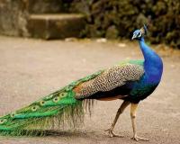 Monsoon Unveils India’s Finest Peacock Habitats as Breeding Season Begins