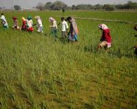 Kharif Sowing Falls Behind by 10% in Rajasthan as Weak Monsoon Delays Agricultural Progress
