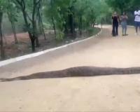 Massive Python Stuns Visitors After Crossing Walking Path at Hyderabad’s KBR National Park