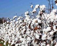 India Strengthens Global Cotton Leadership with Higher Productivity Push, Robust Exports and Farmer Support