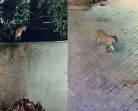 Viral Leopard Cub Claim Debunked as Forest Department Urges Public to Avoid Rumours