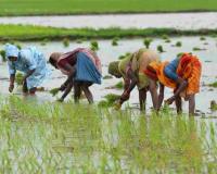 Kharif 2026 Sowing Progress: Rajasthan Completes 70 Percent of Target Coverage, 11.5 Million Hectares Cultivated