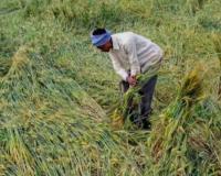 Kharif Crop 2026: Agriculture Department Issues Advisory to Protect Pulses from Yellow Mosaic Disease