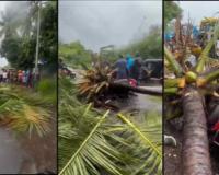 Two Fatal Tree Collapses Amid Heavy Rains in Mumbai Region Claim Lives of Young Biker and Schoolboy