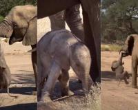 Mother Elephant Gently But Firmly Carries Playful Calf in Viral Safari Footage from Uganda