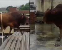 Bull Climbs Onto House Roof During Heavy Rain In Uttar Pradesh’s Muzaffarnagar, Falls Through Tin Shed