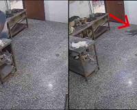 Crocodile Walks Into Boys' Hostel Kitchen in Kota, Triggering Panic Before Safe Capture