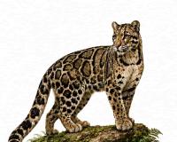 India Launches Clouded Leopard Conservation Action Plan to Protect Elusive Wild Cat