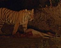 Tiger Spotted on Road in Dantewada, Forest Department Alerts 10 Villages