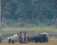 India Hosts Over 60% of World’s Wild Asian Elephants as Conservation Efforts Expand