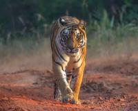 Tiger Sighting Near Tadoba-Andhari Tiger Reserve Raises Alarm Over Tourist Behaviour