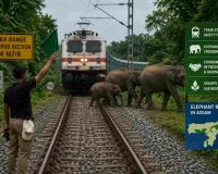 Rajdhani Express Halted in Assam as Elephant Herd Crosses Railway Track Safely