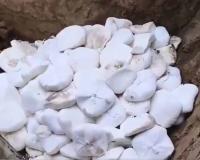 Raids Seize Tons of Adulterated Paneer, Milk and Fake Ghee Across India