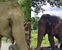 Injured Elephant Joymoti Airlifted to Vantara for Expert Care After Nagaland Floods