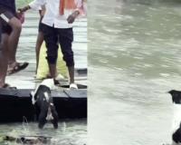Video Shows People Pushing Dog Away from Flood Raft Amid Questions Over Authenticity