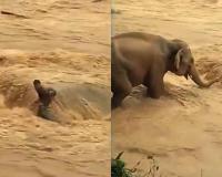 Elephant Rescue Video Falsely Linked to Nepal Floods, Footage Traced to Assam