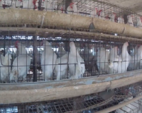 Sentient Investigation Finds Widespread Welfare and Hygiene Concerns at 21 Poultry Units