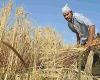 India Eyes $1.5 Billion Wheat Export Opportunity as Global Buyers Diversify Sources