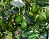 Avocado Boom in India: From “Dog Fruit” to a Growing Farm Business