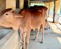 Palghar Zilla Parishad Plans Night Drive to Remove Stray Cattle From Roads