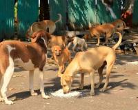 University of Mumbai Kalina Campus Dogs Face Feeding Dispute as Feeders Seek Access