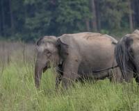 Two Adult Tusker Elephants Spotted Together in Gadchiroli After Long Separation