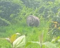 Rescue Teams Free Elephant Trapped in Tractor Tyre at Assam Tea Gardens