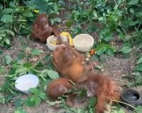 Black Thar, Five Baby Orangutans: Odisha Forest Dump Sparks Trafficking Probe