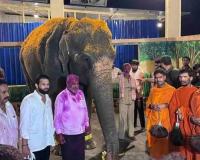 Madhuri the Elephant Returns to Nandani After Year-Long Legal Battle