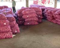 Onion Prices Hit ₹85 in Kerala as Government Steps In With Subsidised Sales