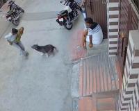 Pitbull Mauls Six-Month-Old Baby in Sonipat Colony Attack