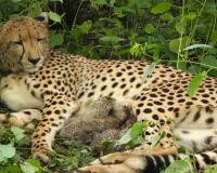 Mother Cheetah Gives Birth to Four Cubs in Kuno, Raising India’s Total to 52