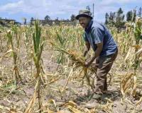 Belize Approves $5.2 Million Emergency Programme to Fight Mealybug Infestation