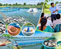 Government to Offer Free Fish Farming Training to Boost Production and Income
