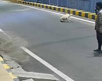 Stray Dogs Chase Away Boy Accused of Trying to Molest Vulnerable Woman in Coimbatore