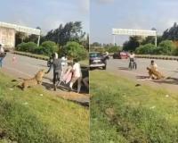 Injured Leopard Attacks Home Guard During Rescue Operation on Karnataka Highway
