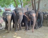 World Animal Protection Urges Humane Treatment of Elephants and Farm Animals in India