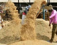 Chhattisgarh Steps Up Paddy Procurement Preparations for Kharif Marketing Year 2026-27