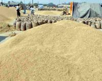 Chhattisgarh Steps Up Paddy Procurement Preparations for Kharif Marketing Year 2026-27