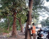 GMLR Project: BMC Plans to Cut 695 Trees and Transplant 666 in Mumbai