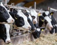 France Reports First Known Human Death Linked to Shamonda Virus Infection