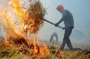 Punjab govt to monitor stubble burning incidents in real-time using satellite data, counsel farmers