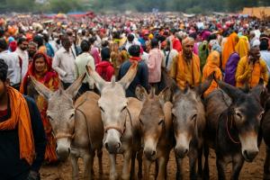 MP: Post Diwali ‘Gadhon Ka Mela’ draws crowds, crores with celebrity-named superstars