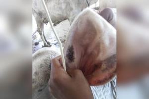 Govt standardises 3 traditional therapies to boost livestock health