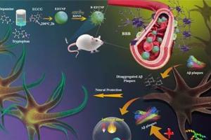 INST researchers develop new nanoparticle-based multifunctional therapy for Alzheimer’s