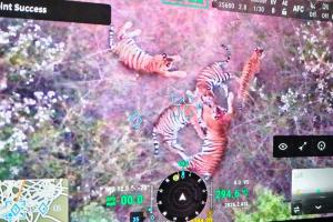 Five tigers spotted in Karnataka's Chamarajanagar, prohibitory orders imposed in 3 villages