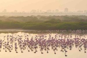 Winter Spectacle Returns as Migratory Flamingos Sweep Into Navi Mumbai’s Wetlands