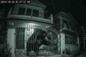Bear Breaks Into Home in Chamba; CCTV Footage Sparks Safety Concerns Across Region