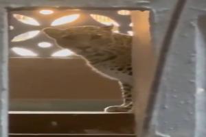 Leopard Strays Into Crowded Bhayandar Neighbourhood, Injures Three Before Capture